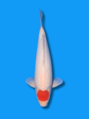 Tancho Kohaku | Koi&Co.